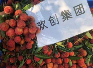 夏日好“枝”味，BB SPORTS集团发福“荔”啦